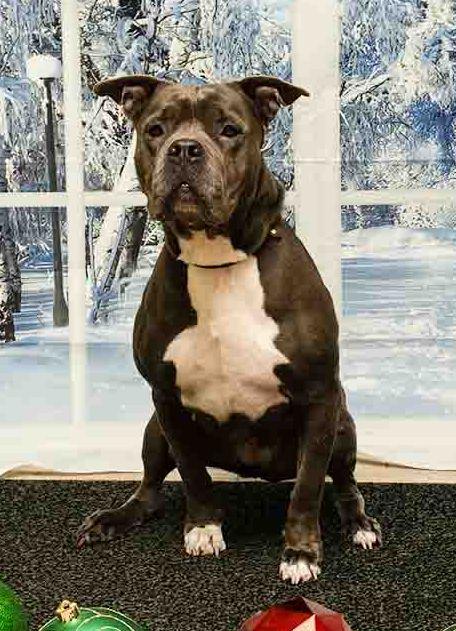 Patsy, a Adoptable mixed breed in Sanford, FL image 3/6