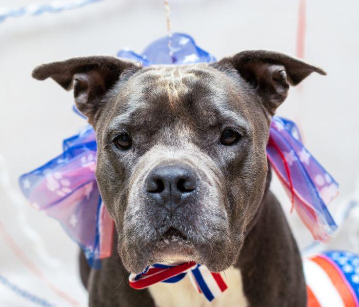 Enlarge Patsy, a Adoptable mixed breed in Sanford, FL image 1/3