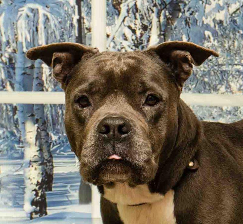 Patsy, a Adoptable mixed breed in Sanford, FL image 2/6