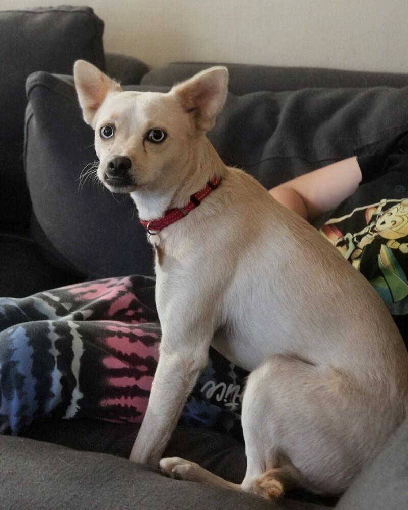 FIFA, Adoptable, Adult Female Mixed Breed & Poodle.