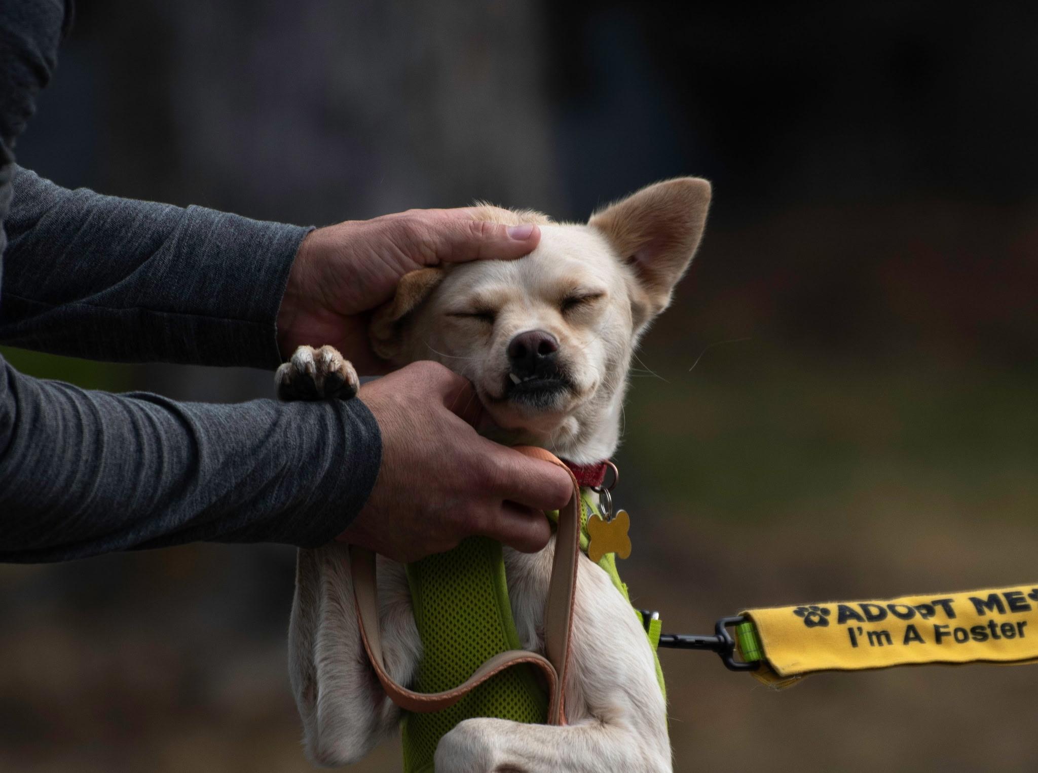 Enlarge FIFA, a Adoptable mixed breed in Spokane, WA image 2/6