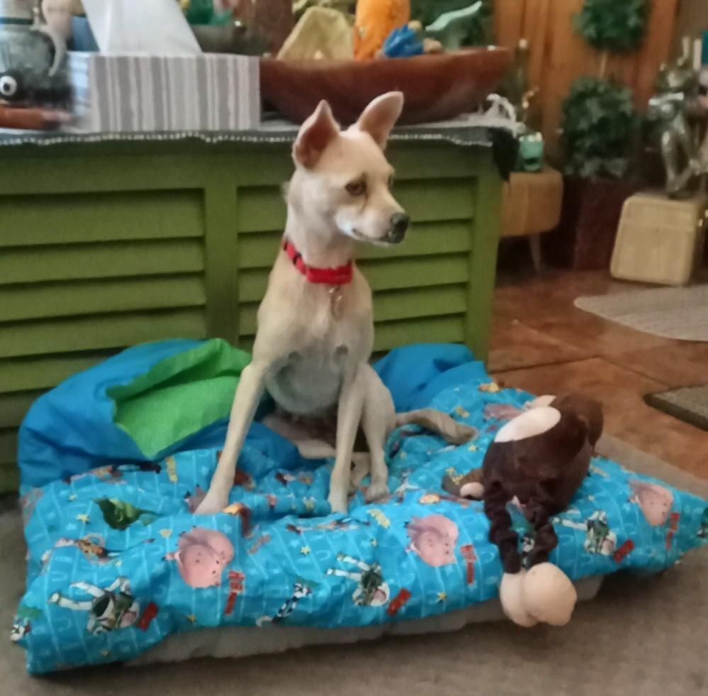 FIFA, Adoptable, Adult Female Mixed Breed.