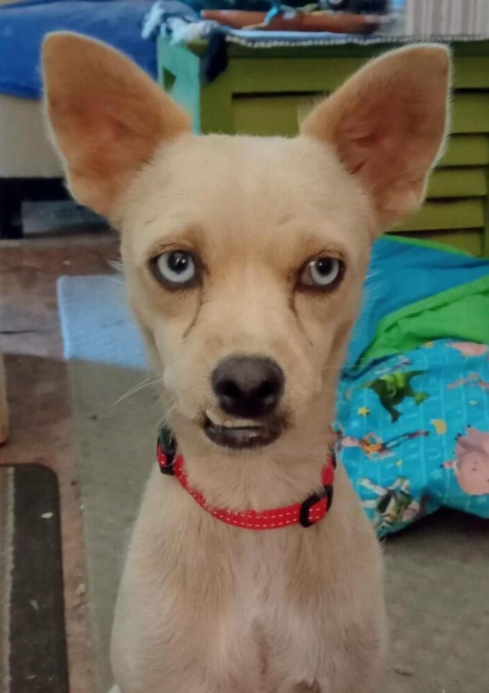 FIFA, a Adoptable mixed breed in Spokane, WA image 2/3