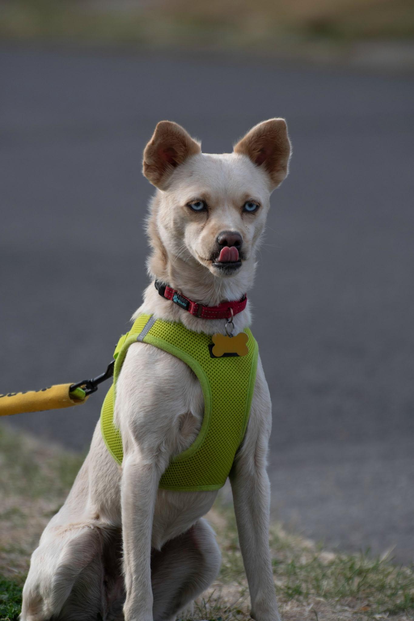 Enlarge FIFA, a Adoptable mixed breed in Spokane, WA image 5/6