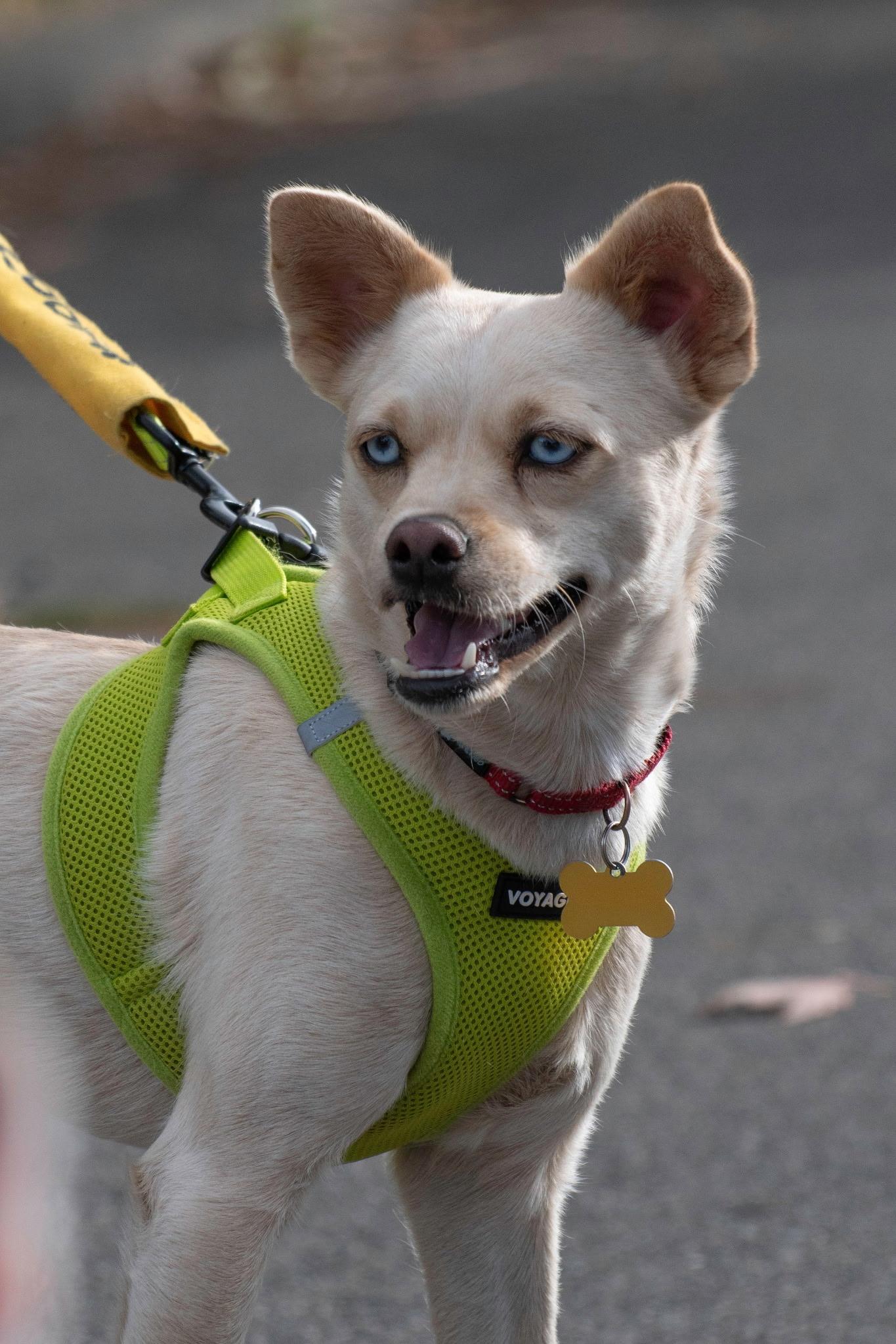 Enlarge FIFA, a Adoptable mixed breed in Spokane, WA image 4/6