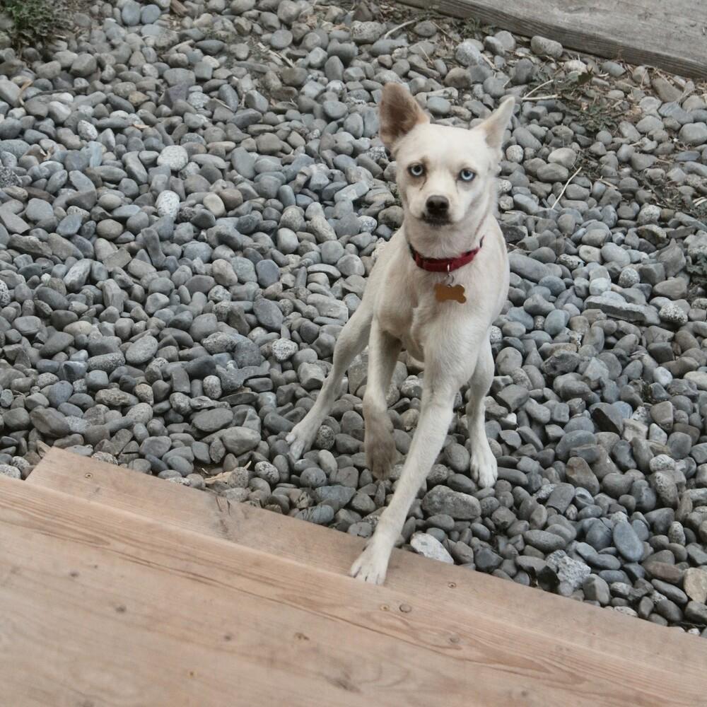 Enlarge FIFA, a Adoptable mixed breed in Spokane, WA image 3/6