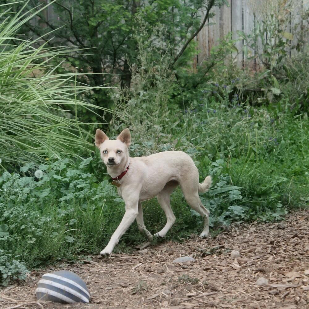 Enlarge FIFA, a Adoptable mixed breed in Spokane, WA image 4/6
