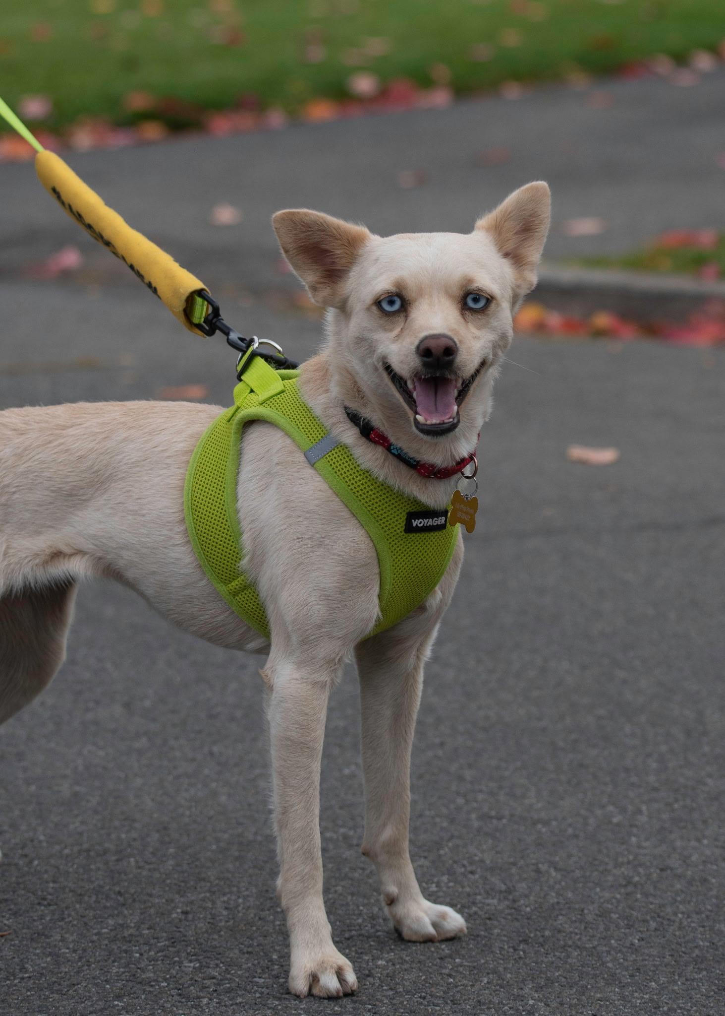 FIFA, Adoptable, Young Female Mixed Breed & Poodle.