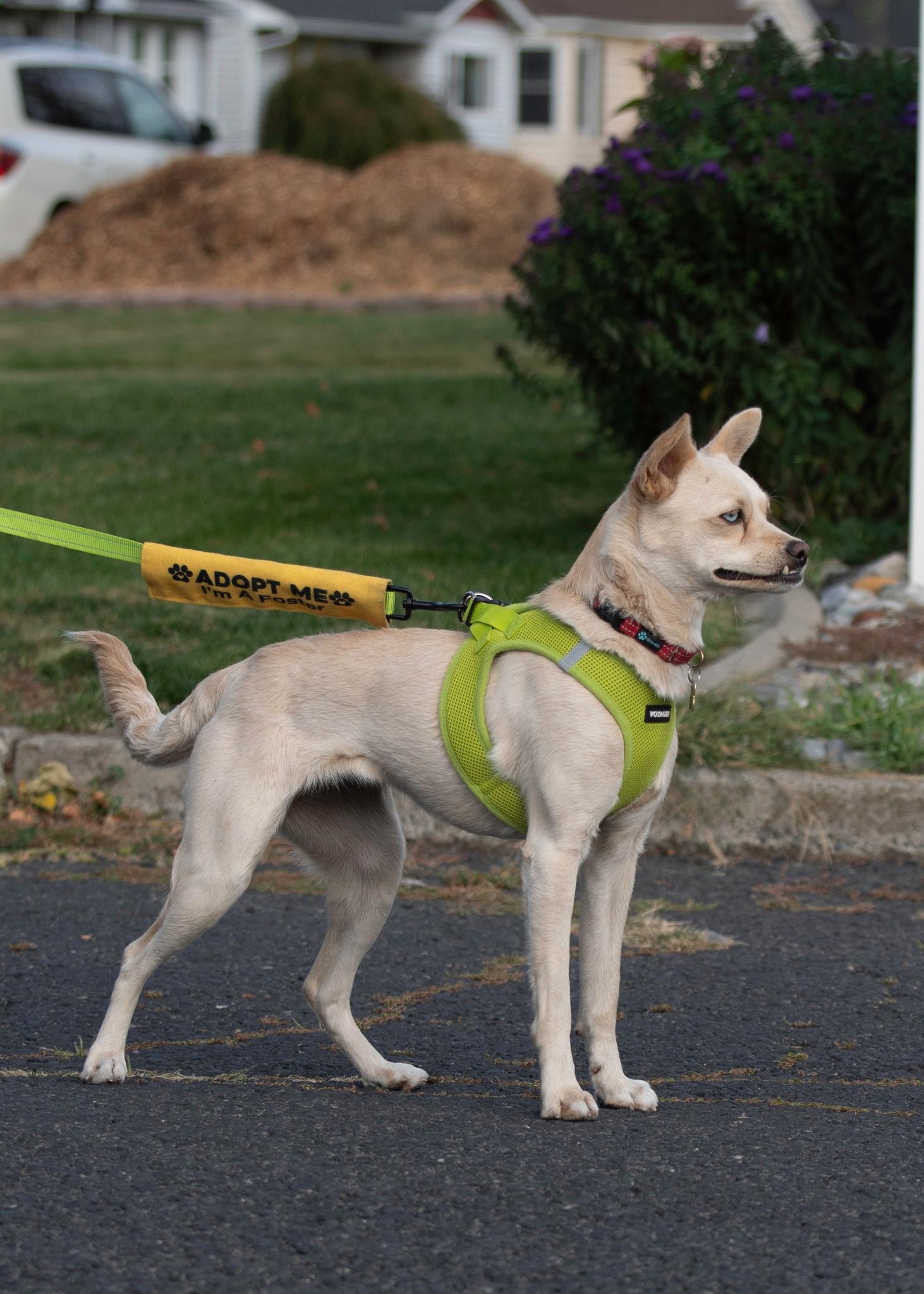 Enlarge FIFA, a Adoptable mixed breed in Spokane, WA image 6/6