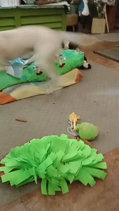 Enlarge FIFA, a Adoptable mixed breed in Spokane, WA video 4/4