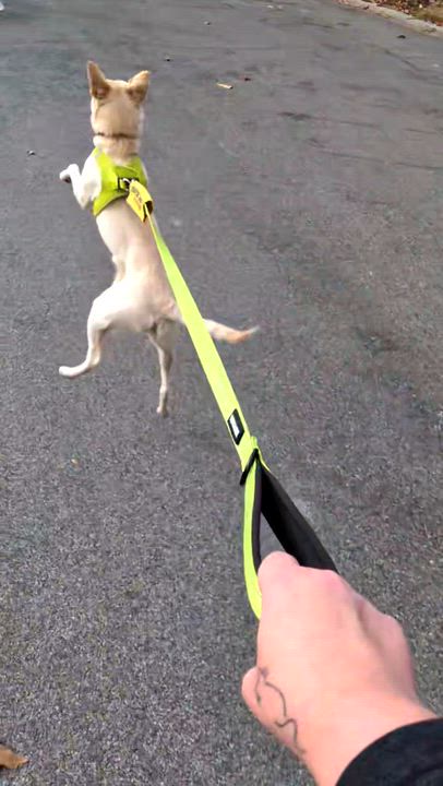 Enlarge FIFA, a Adoptable mixed breed in Spokane, WA video 3/6