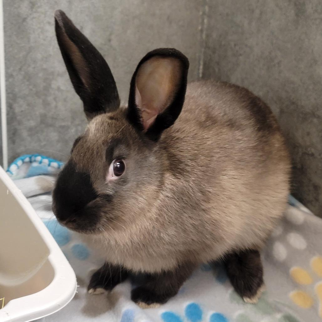 Hazelnut, ADOPTABLE, Young Male American Sable.