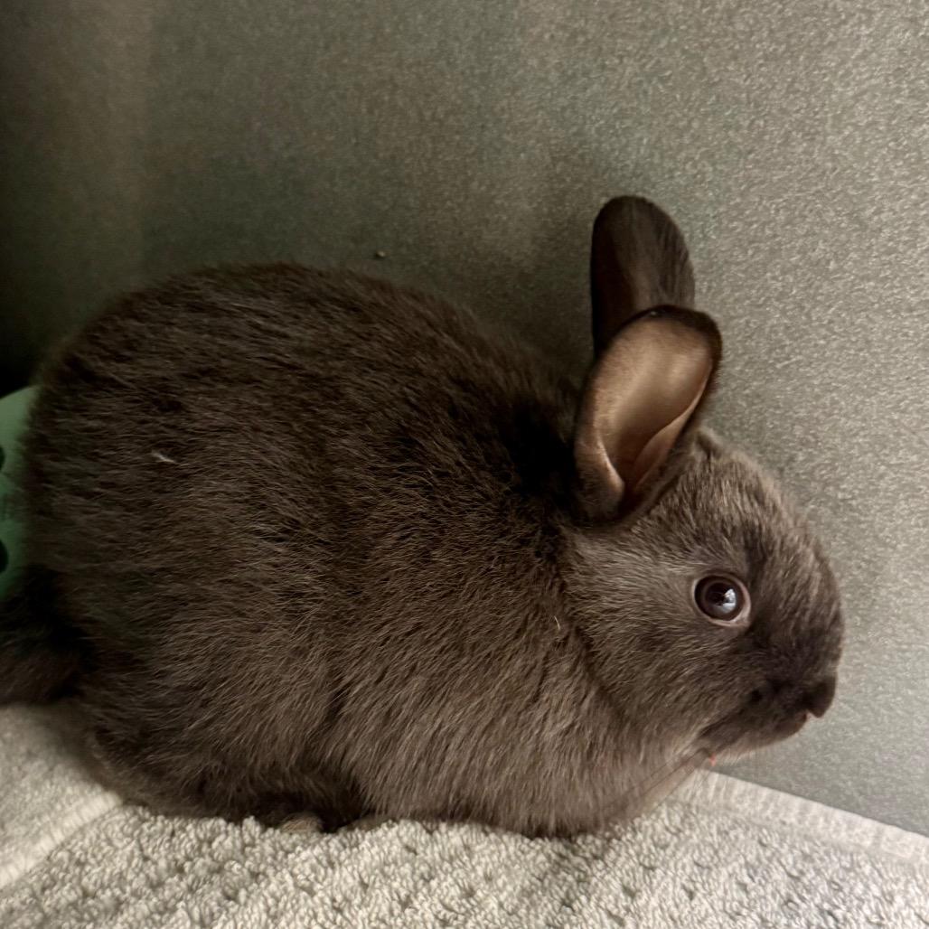 Hazelnut, a ADOPTABLE American Sable in Las Vegas, NV image 2/2