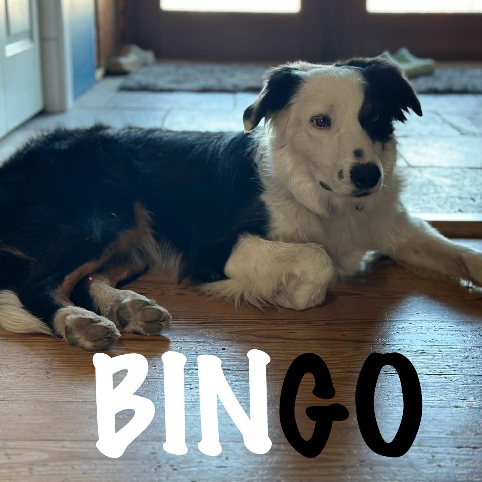 Bingo, ADOPTABLE, Adult Male Border Collie & Australian Shepherd.