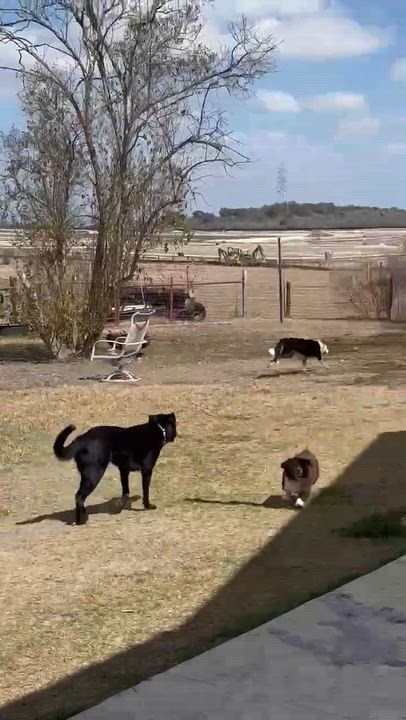 Enlarge Bingo, a ADOPTABLE mixed breed in Marion, TX video 2/6