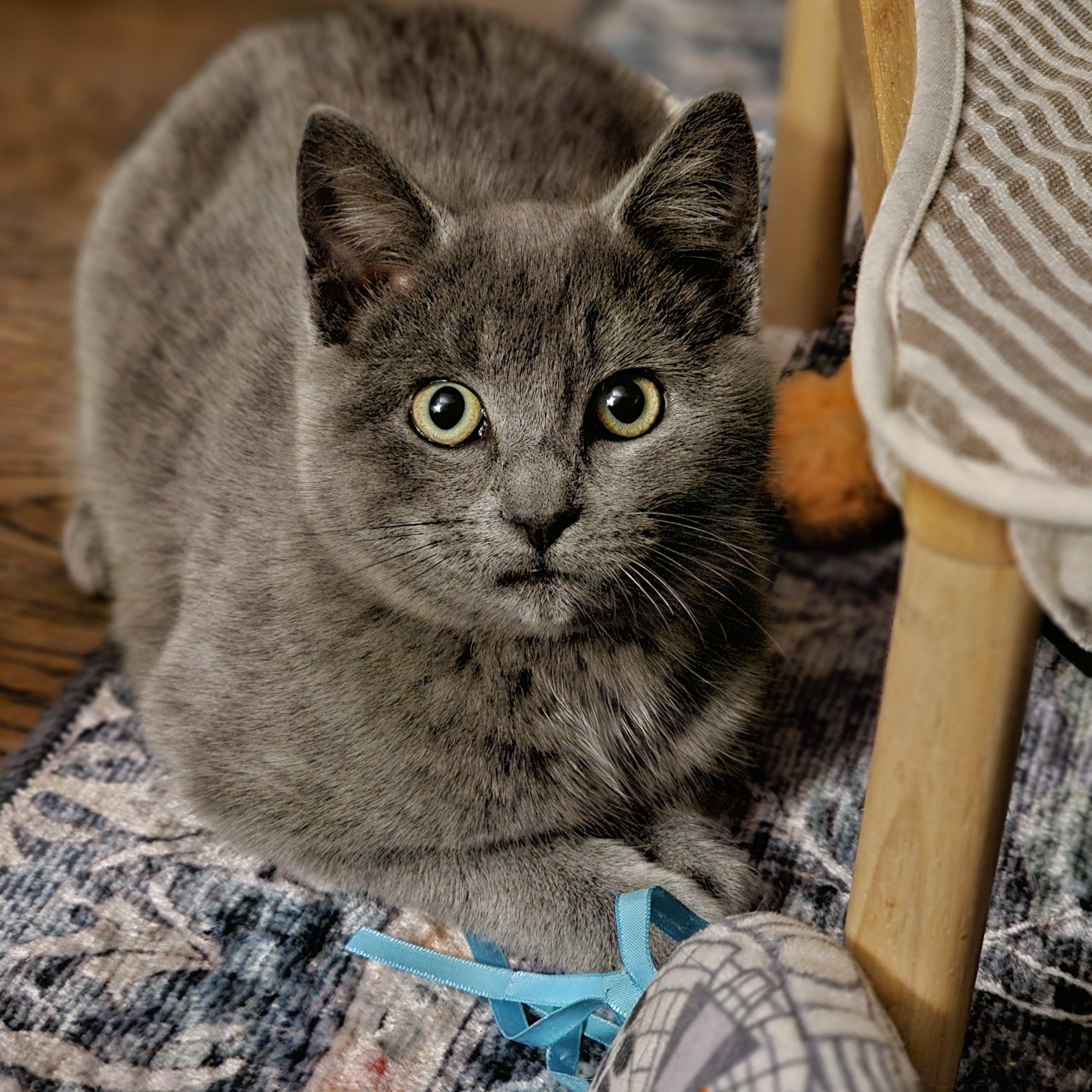 Enlarge Dash, an adopted Domestic Short Hair in Toledo, OH image 2/2