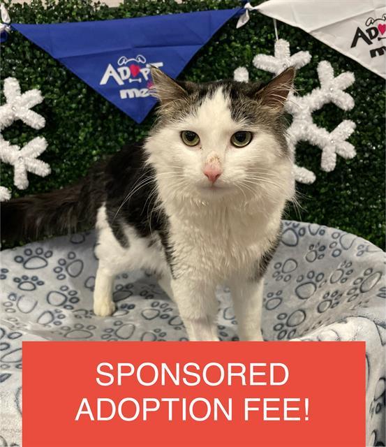 GLACIER, Adoptable, Adult Male Domestic Medium Hair.