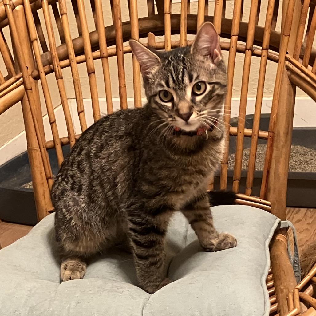 Rocco, ADOPTABLE, Young Male Domestic Short Hair.