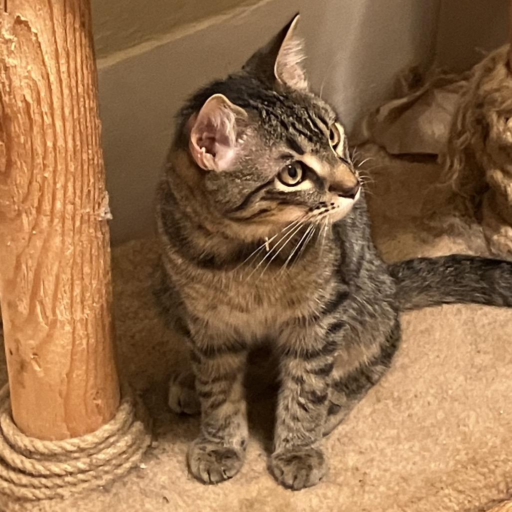 Rocco, a ADOPTABLE Domestic Short Hair in Houston, TX image 2/3