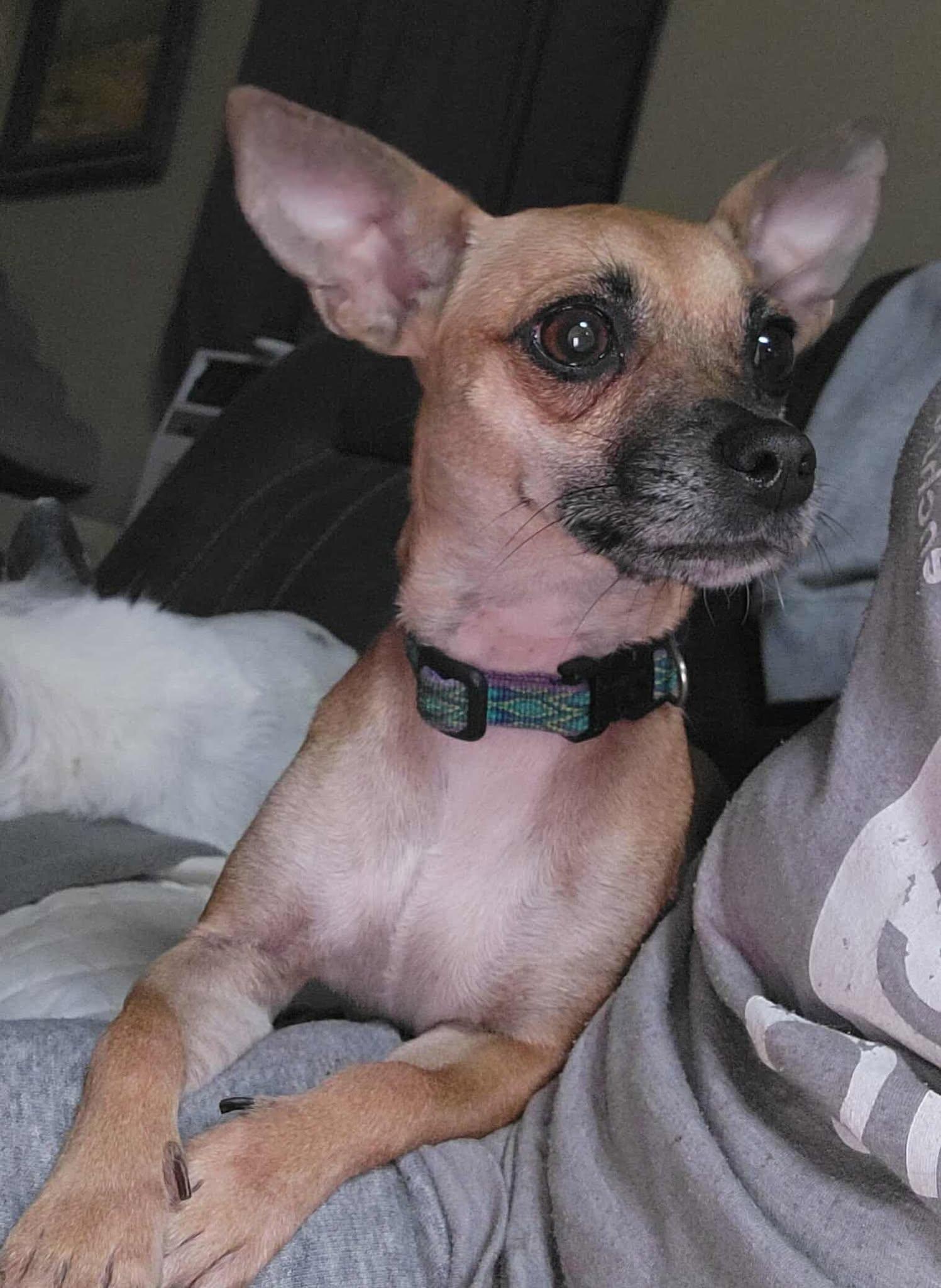 June, Adoptable, Adult Female Chihuahua.