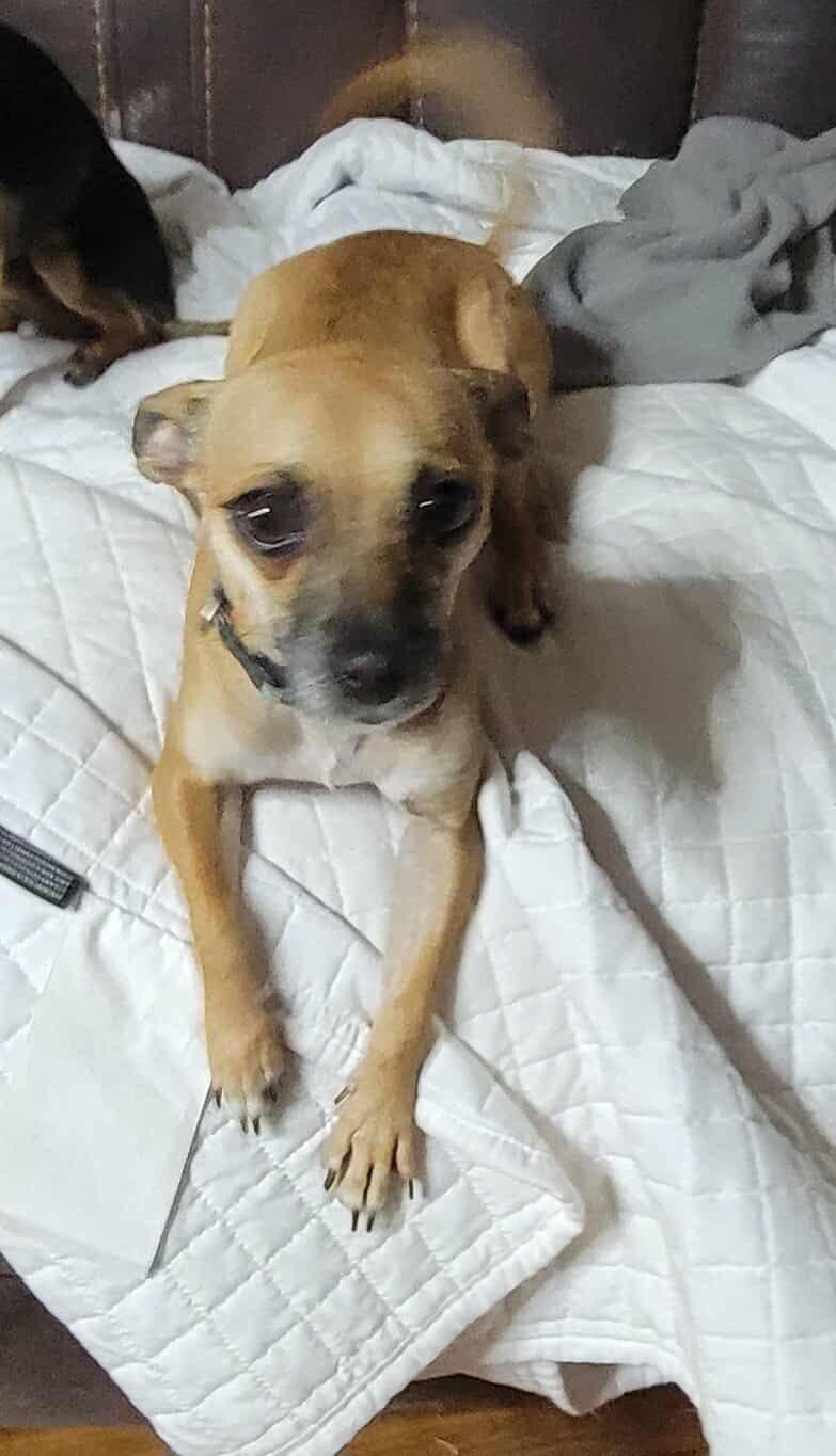 June, a Adoptable mixed breed in Van Alstyne, TX image 2/5