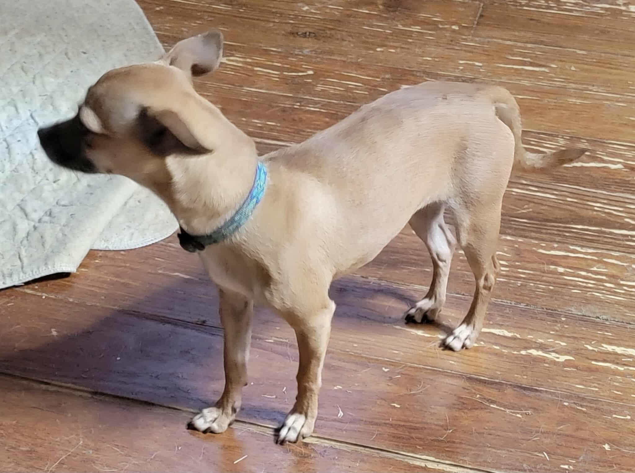 June, a Adoptable mixed breed in Van Alstyne, TX image 3/5