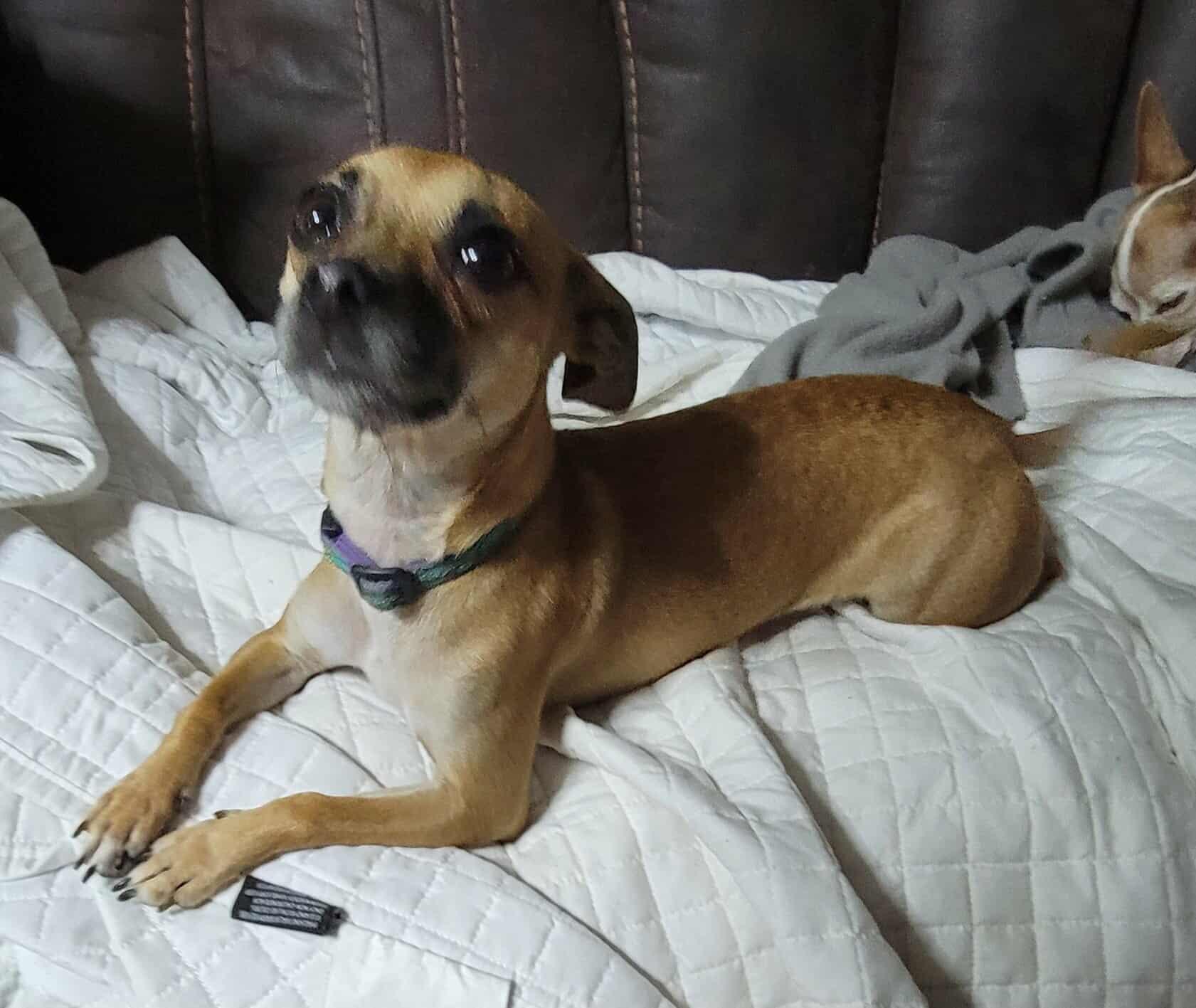 June, a Adoptable mixed breed in Van Alstyne, TX image 4/5