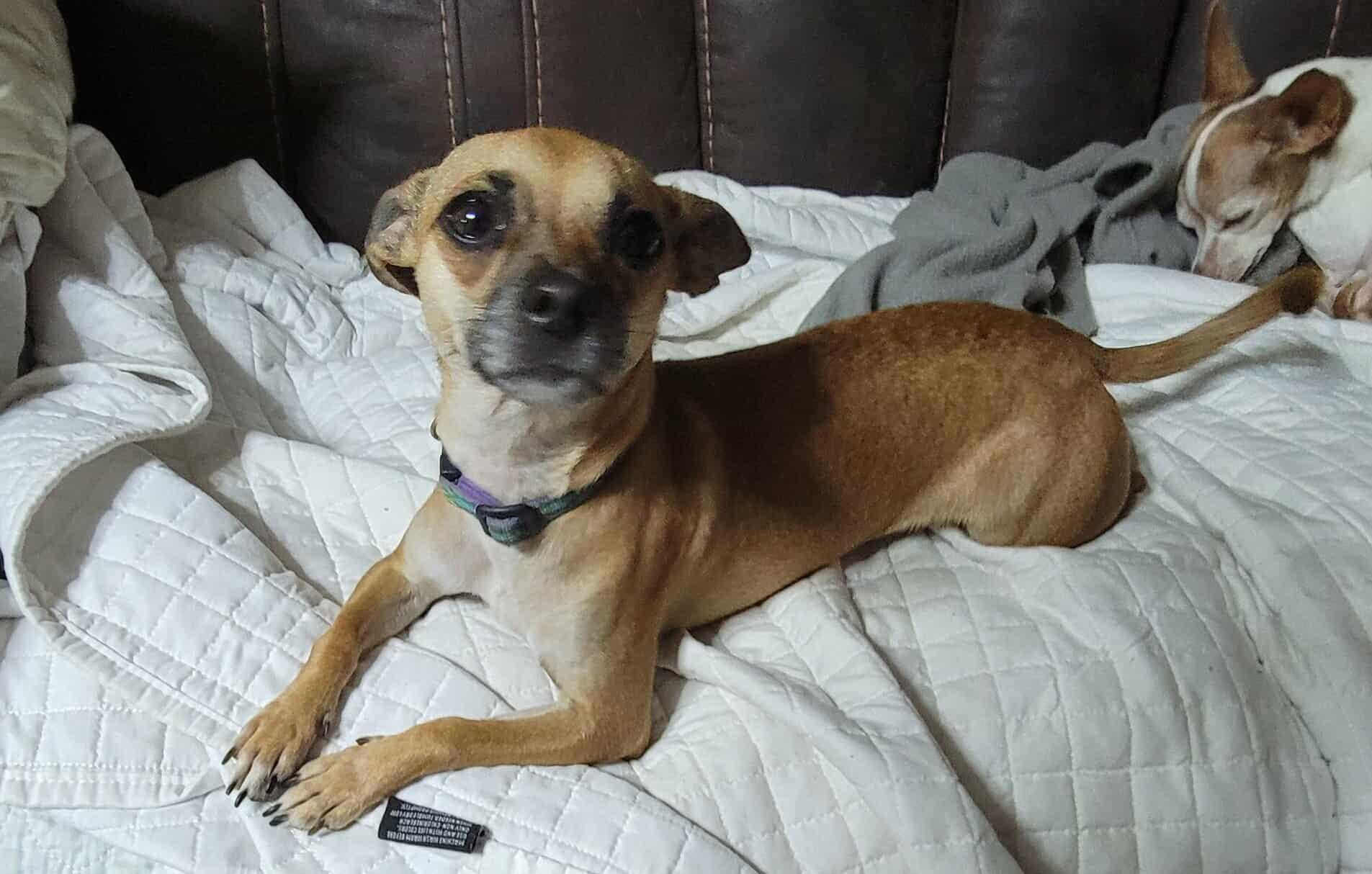 June, Adoptable, Adult Female Chihuahua.