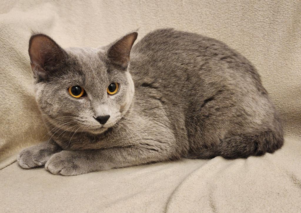 Dax, Adoptable, Young Male Domestic Short Hair.