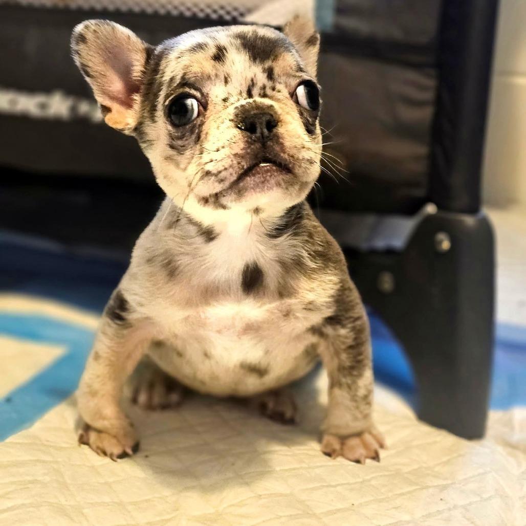 Blender, Adoptable, Puppy Female French Bulldog.