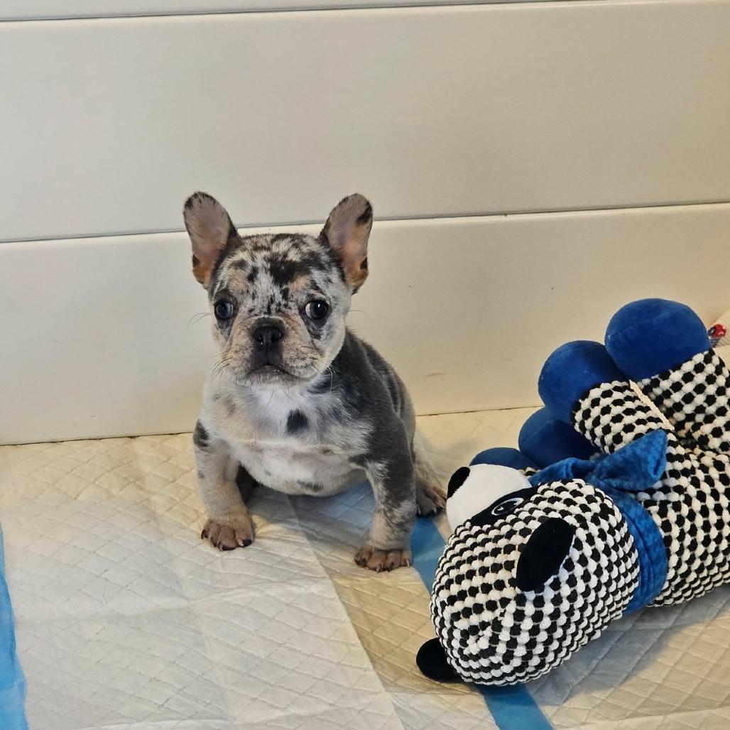 Enlarge Blender, a Adoptable French Bulldog in Jackson, MO image 2/5