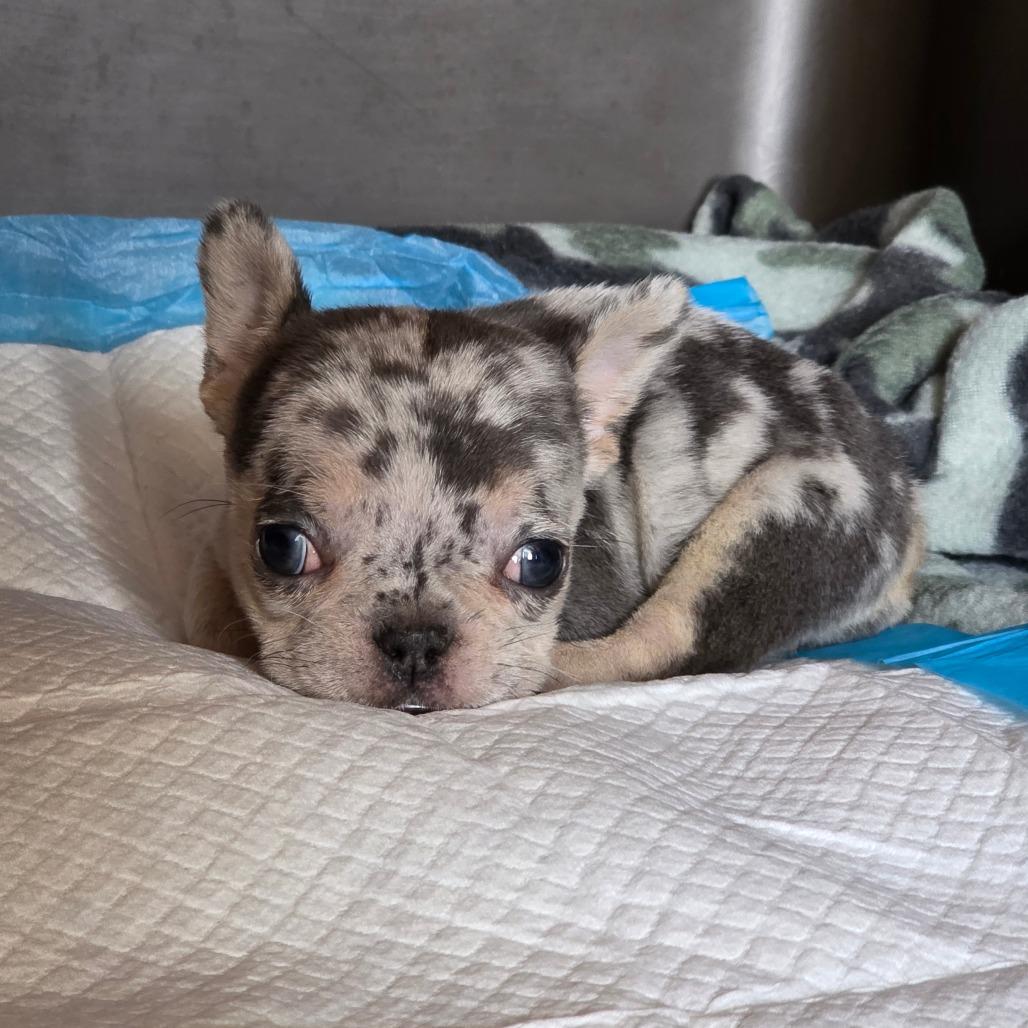 Enlarge Blender, a Adoptable French Bulldog in Jackson, MO image 3/5