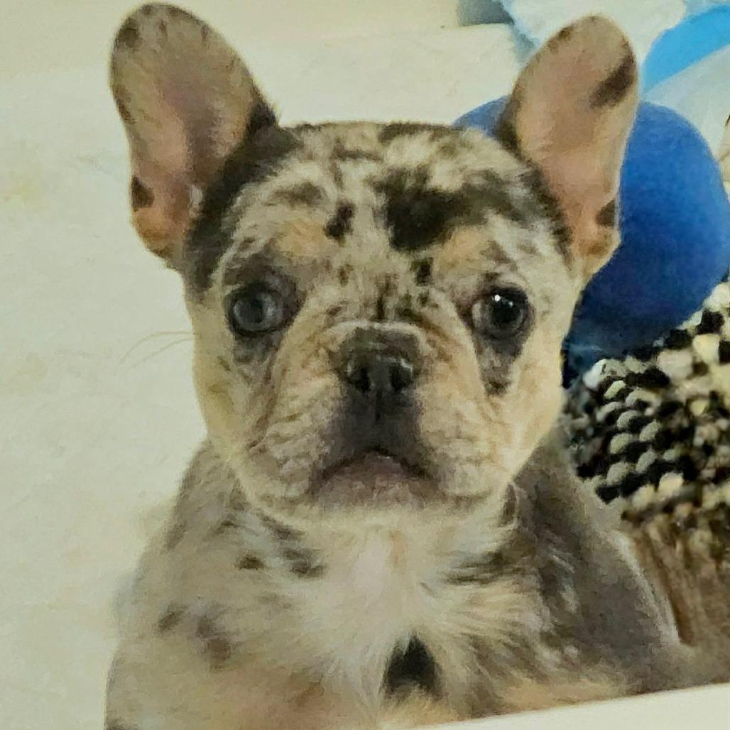 Enlarge Blender, a Adoptable French Bulldog in Jackson, MO image 4/5