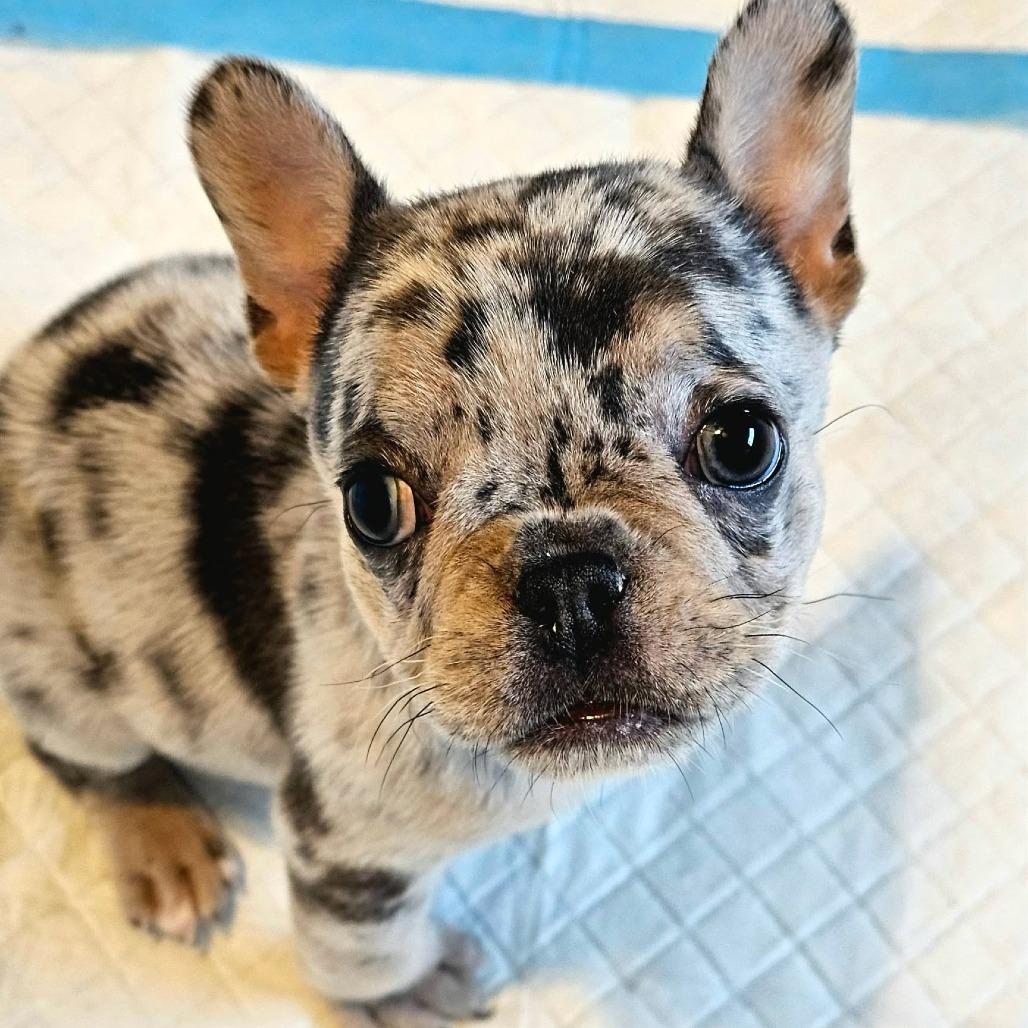 Enlarge Blender, a Adoptable French Bulldog in Jackson, MO image 5/5