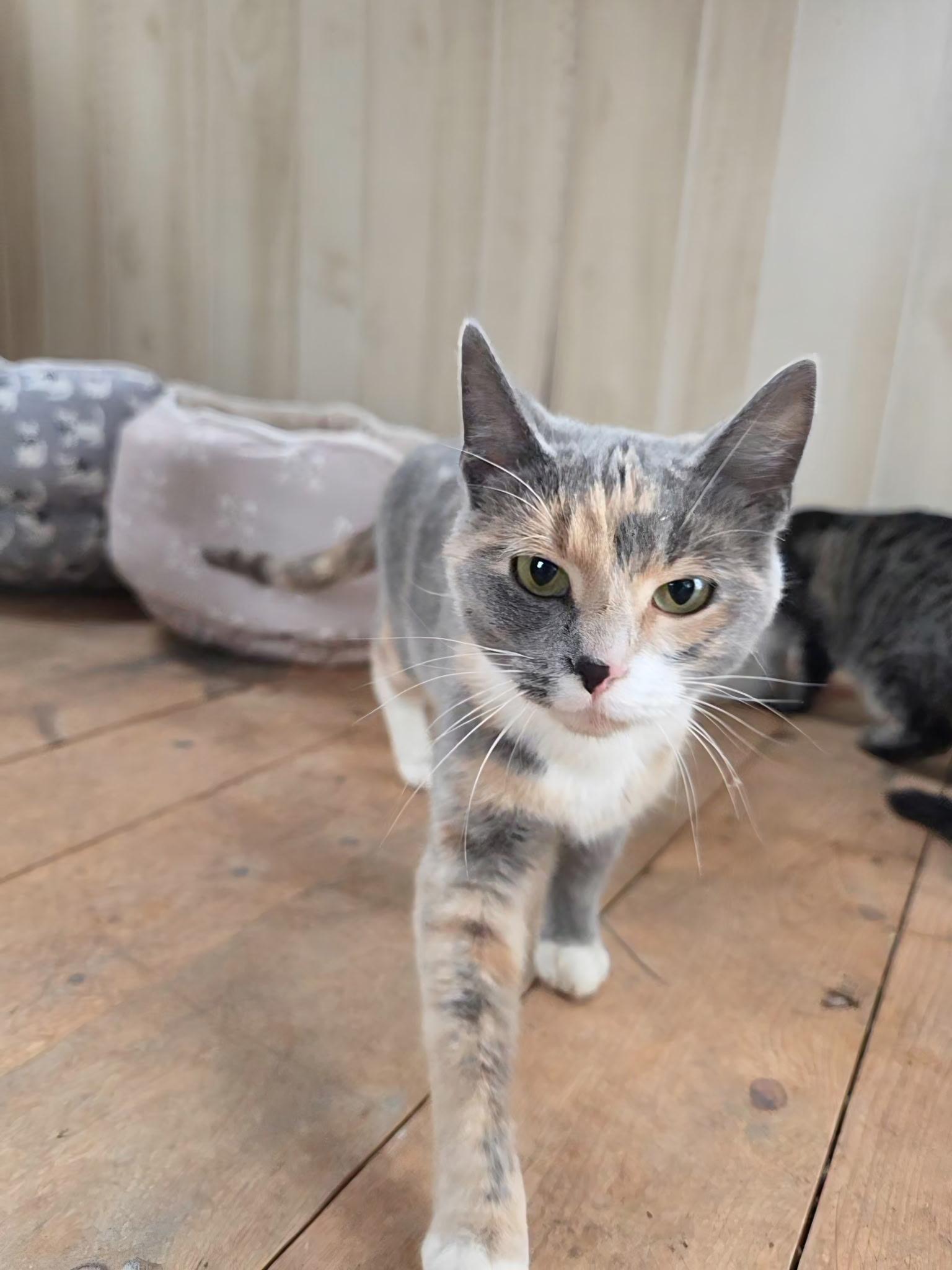 Enlarge Annie, a Adoptable Domestic Short Hair in Brazil, IN image 1/2