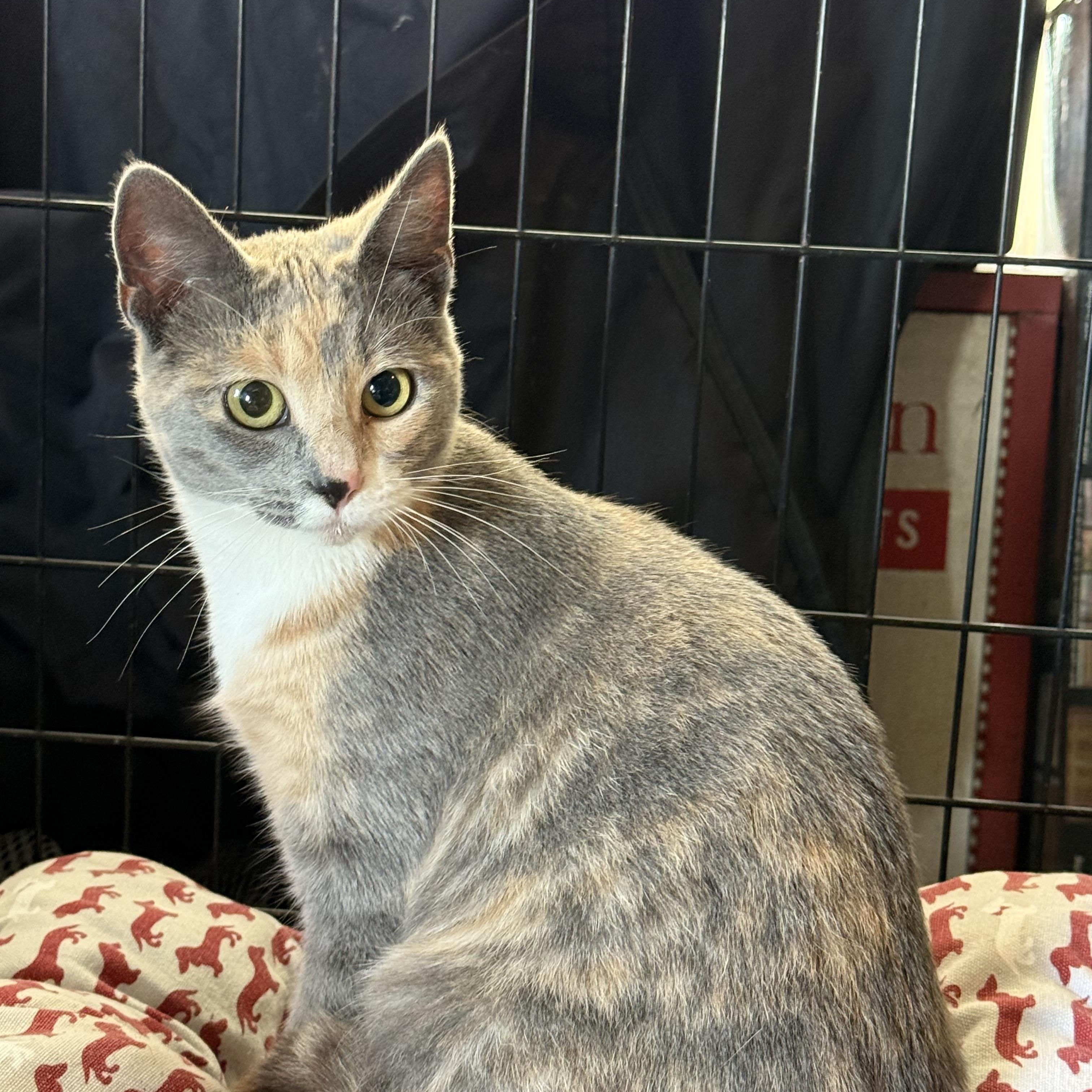 Enlarge Annie, a Adoptable Domestic Short Hair in Brazil, IN image 2/2