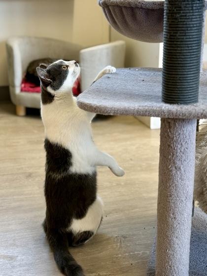 Enlarge Regina, a ADOPTABLE Domestic Short Hair in Downers Grove, IL image 2/3