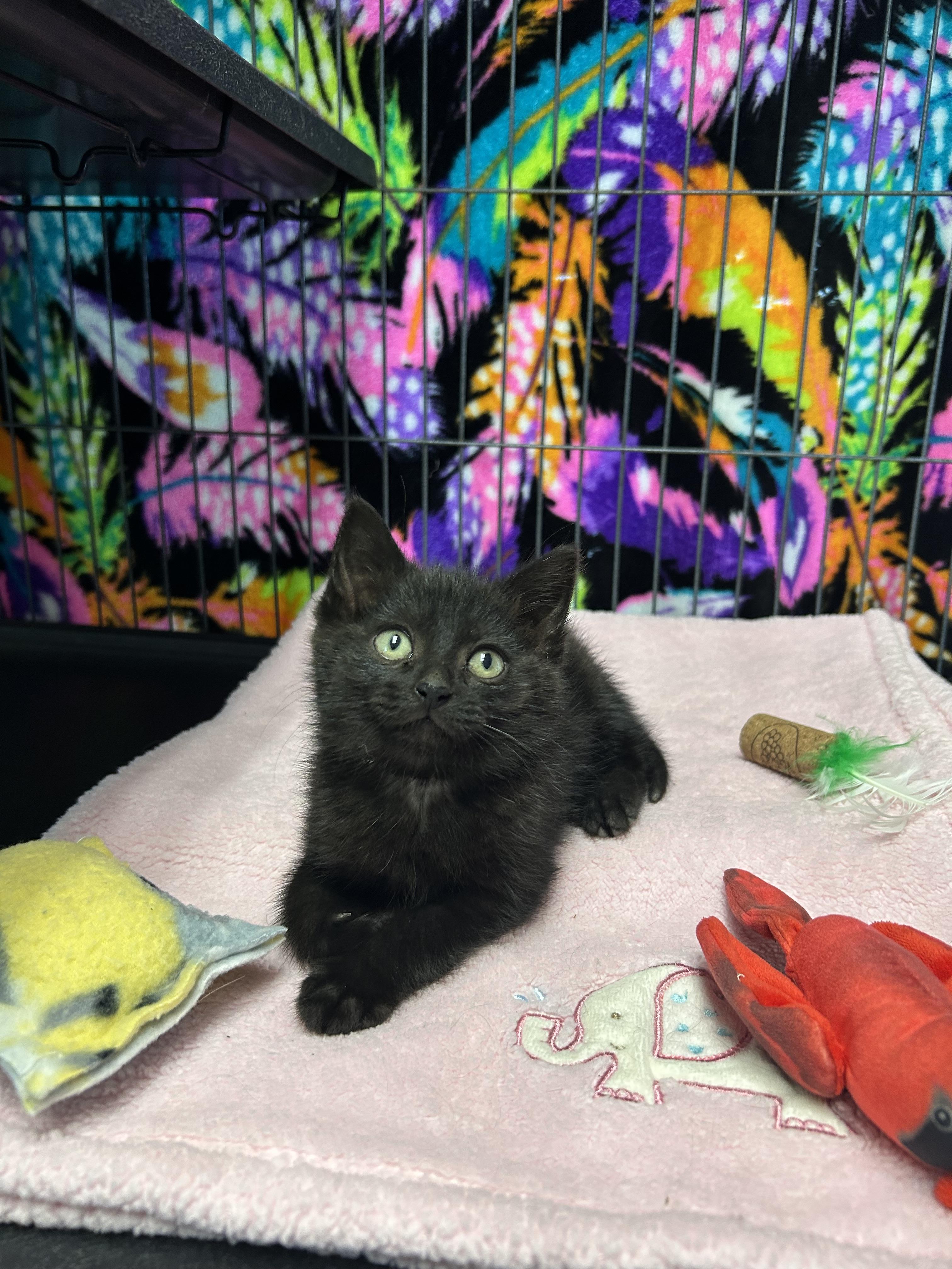 Bucket, a Adoptable Domestic Short Hair in St. Clair, MI image 2/2