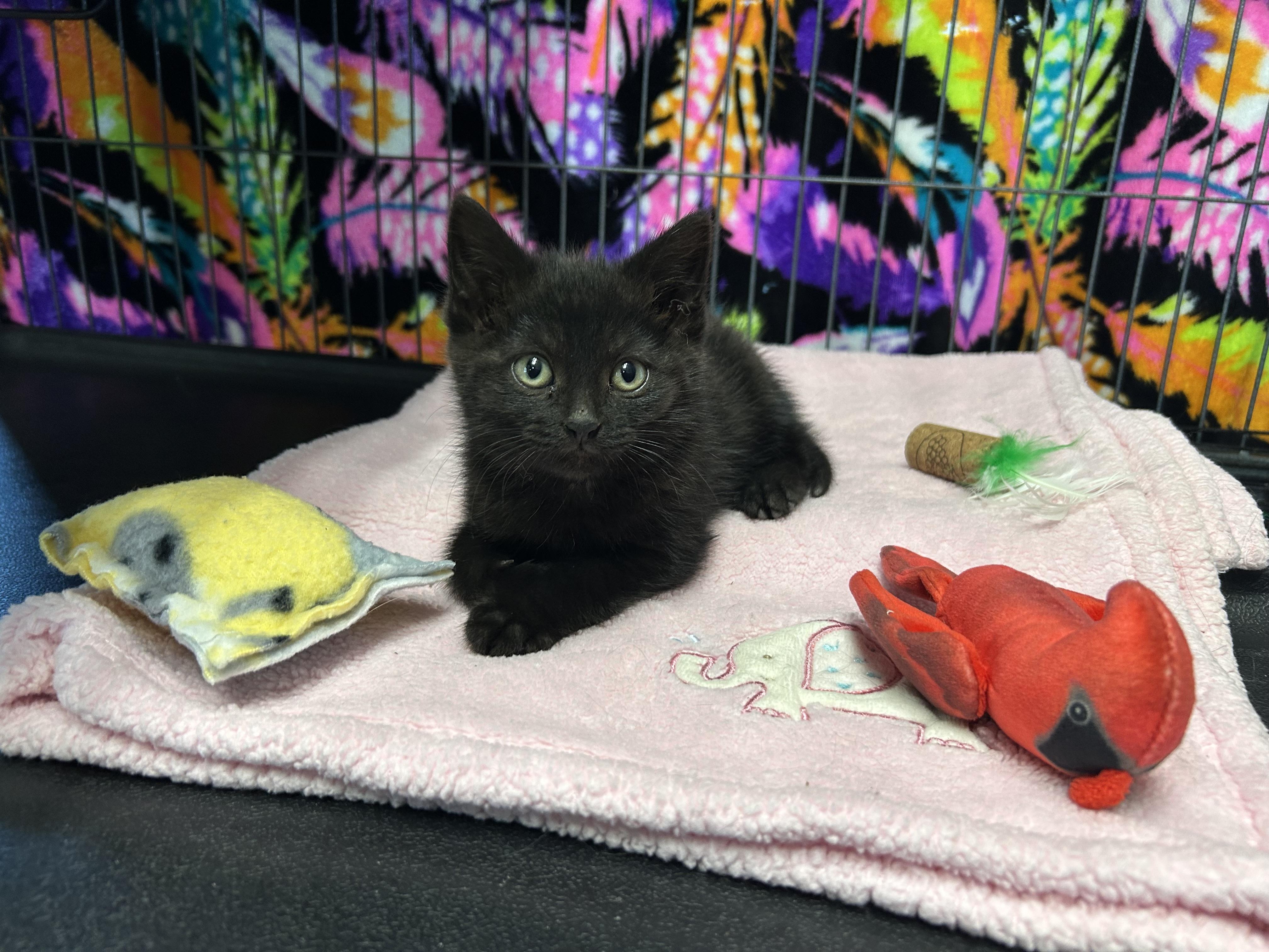 Bucket, Adoptable, Kitten Female Domestic Short Hair.