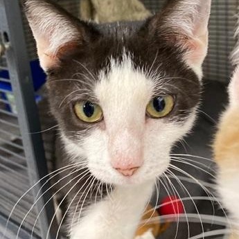 Majik, Adopted, Young Female Domestic Short Hair.