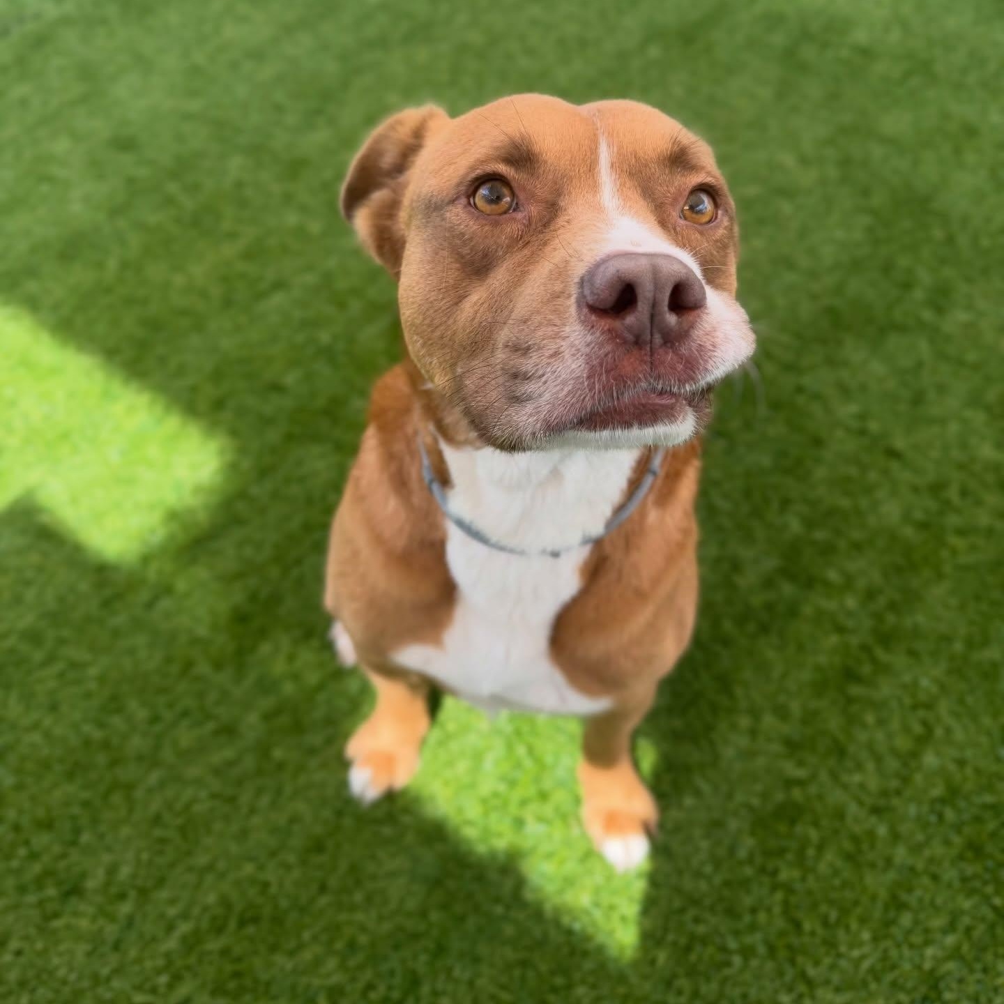 Enlarge Lawrence, a ADOPTABLE mixed breed in Birmingham, AL image 6/6