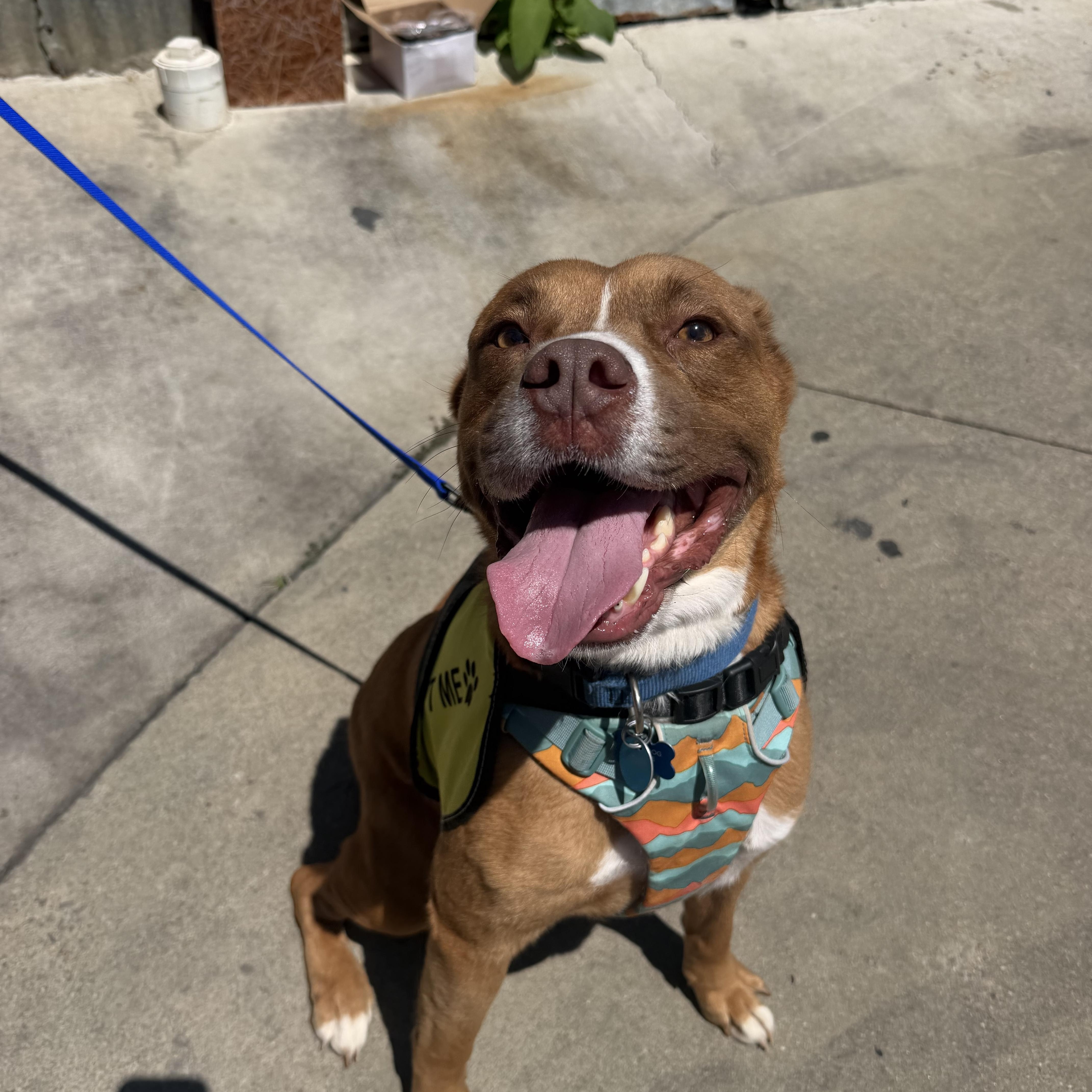 Enlarge Lawrence, a ADOPTABLE mixed breed in Birmingham, AL image 4/5