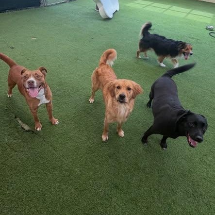 Enlarge Lawrence, a ADOPTABLE mixed breed in Birmingham, AL image 2/6