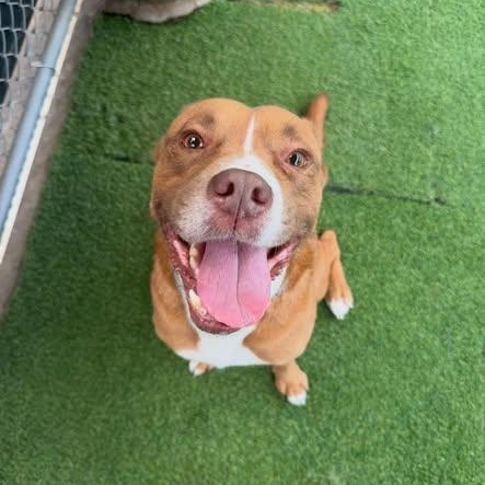 Enlarge Lawrence, a ADOPTABLE mixed breed in Birmingham, AL image 1/6