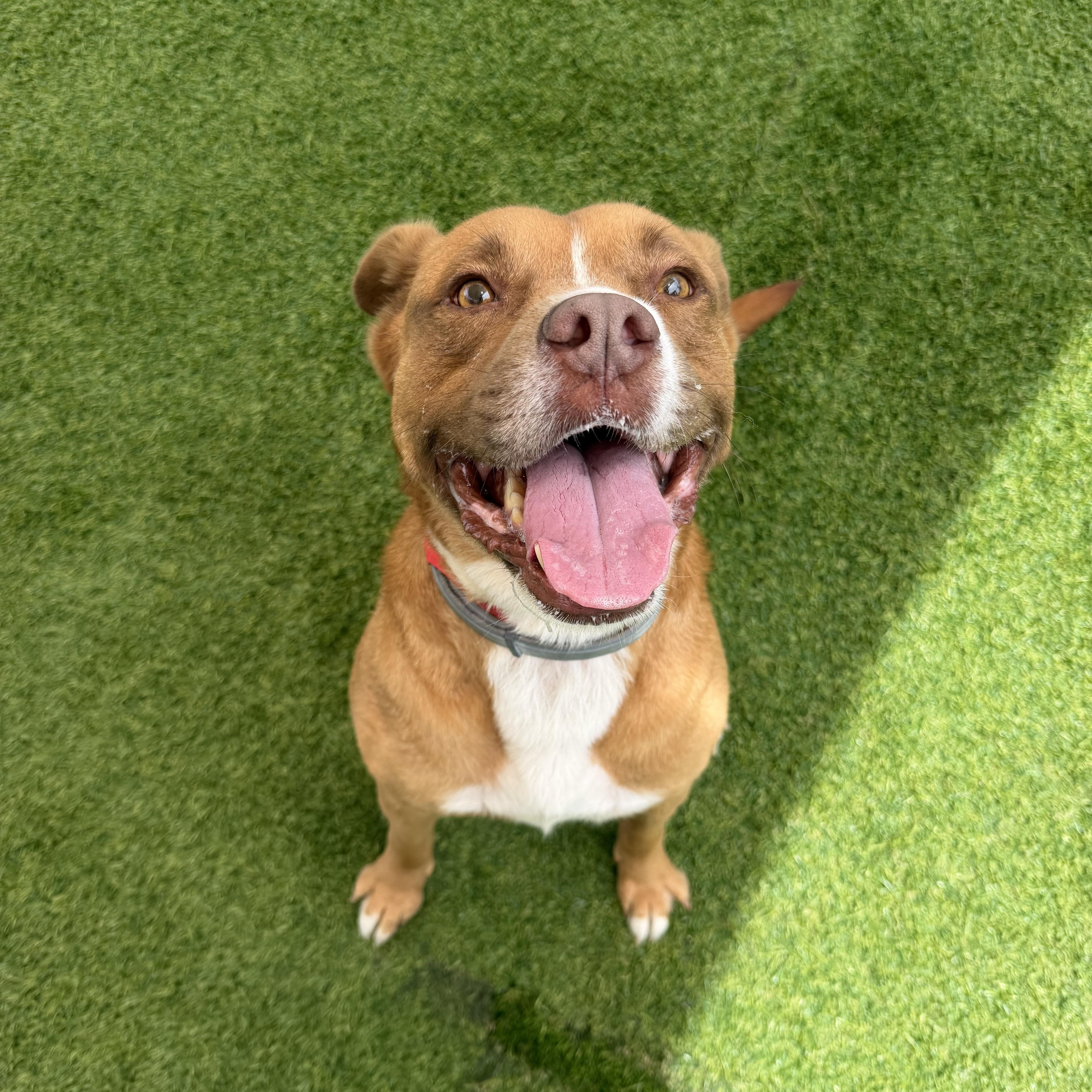Enlarge Lawrence, a ADOPTABLE mixed breed in Birmingham, AL image 3/5
