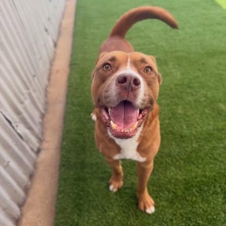 Enlarge Lawrence, a ADOPTABLE mixed breed in Birmingham, AL image 4/6