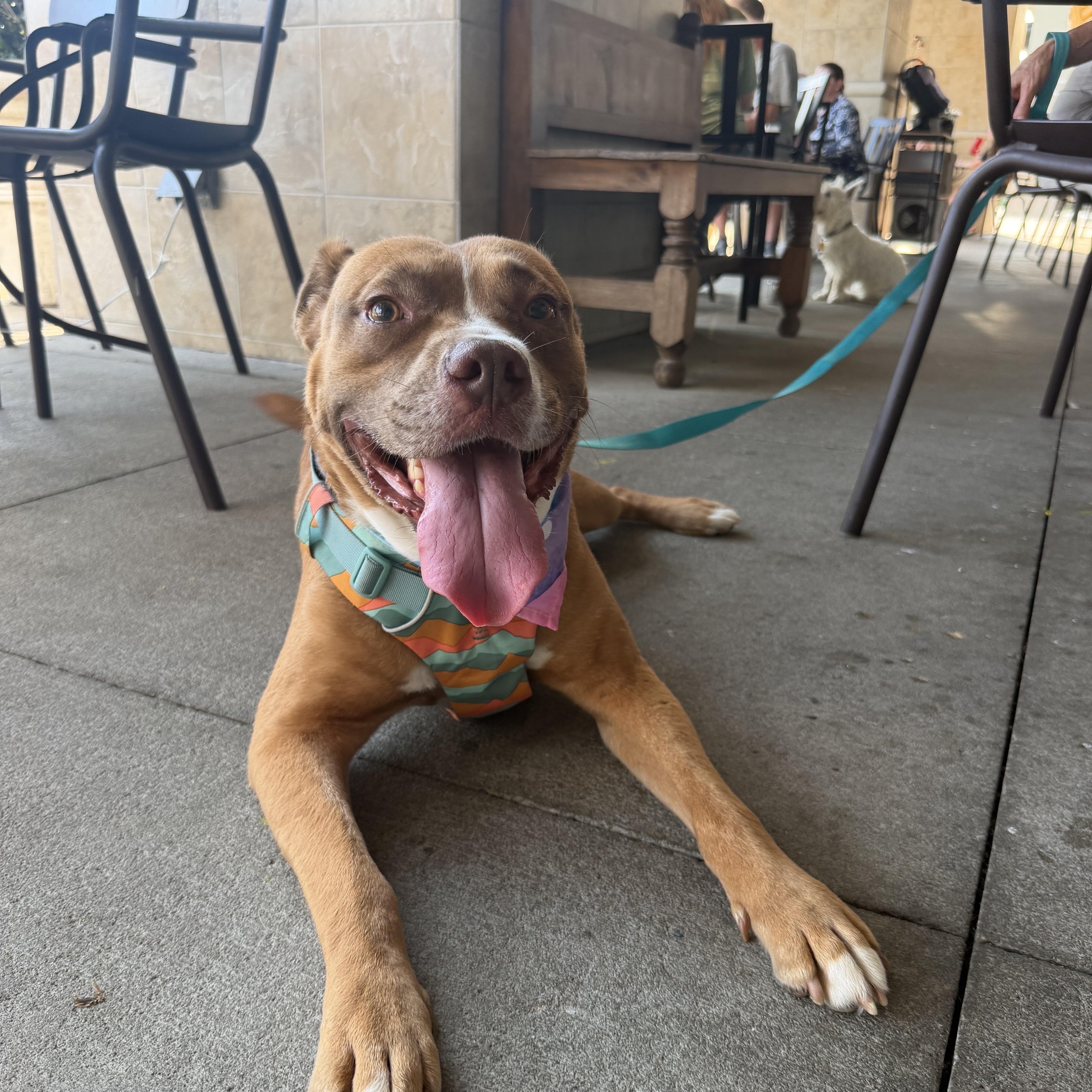 Lawrence, ADOPTABLE, Adult Male Labrador Retriever & Pit Bull Terrier.