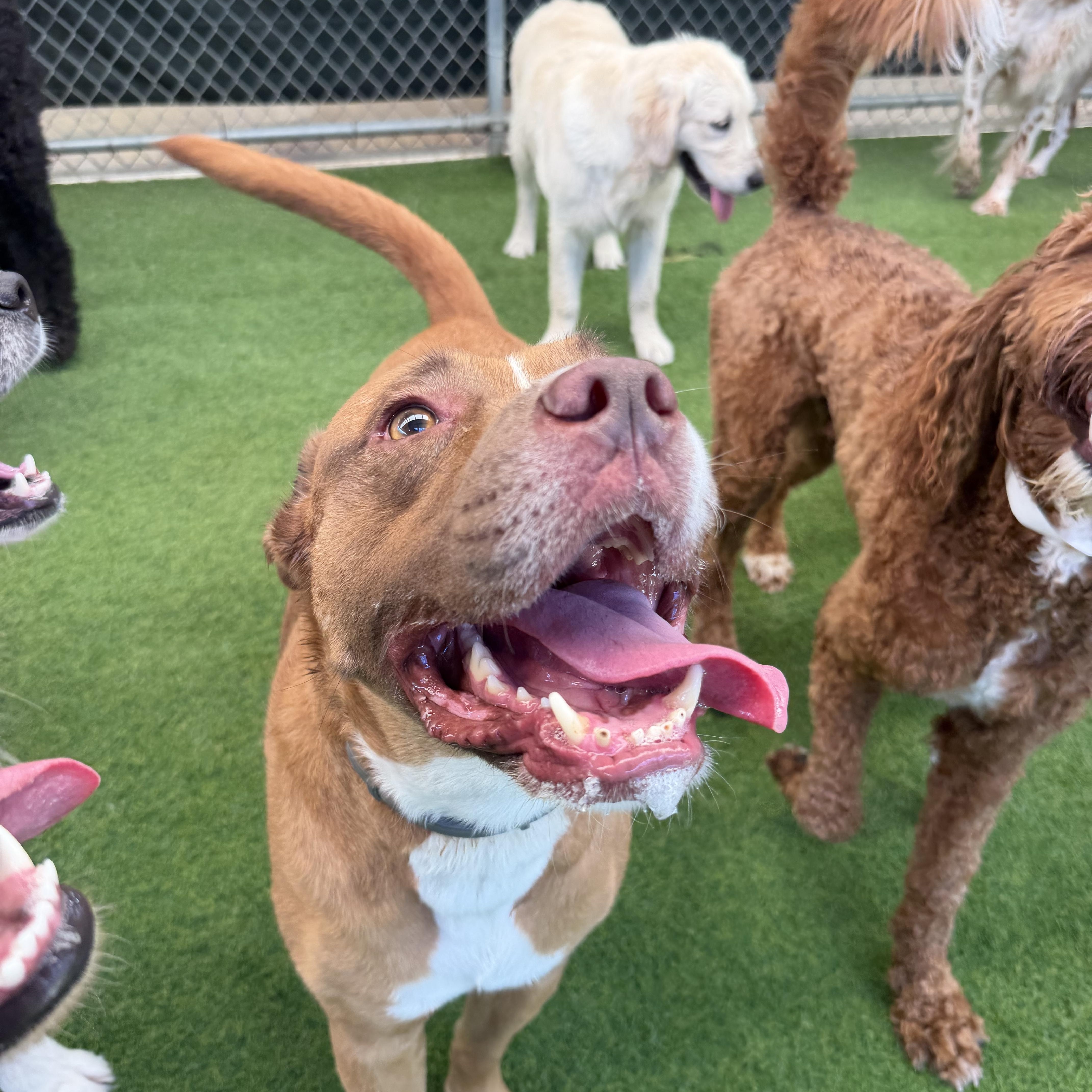 Enlarge Lawrence, a Adoptable mixed breed in Birmingham, AL image 4/6