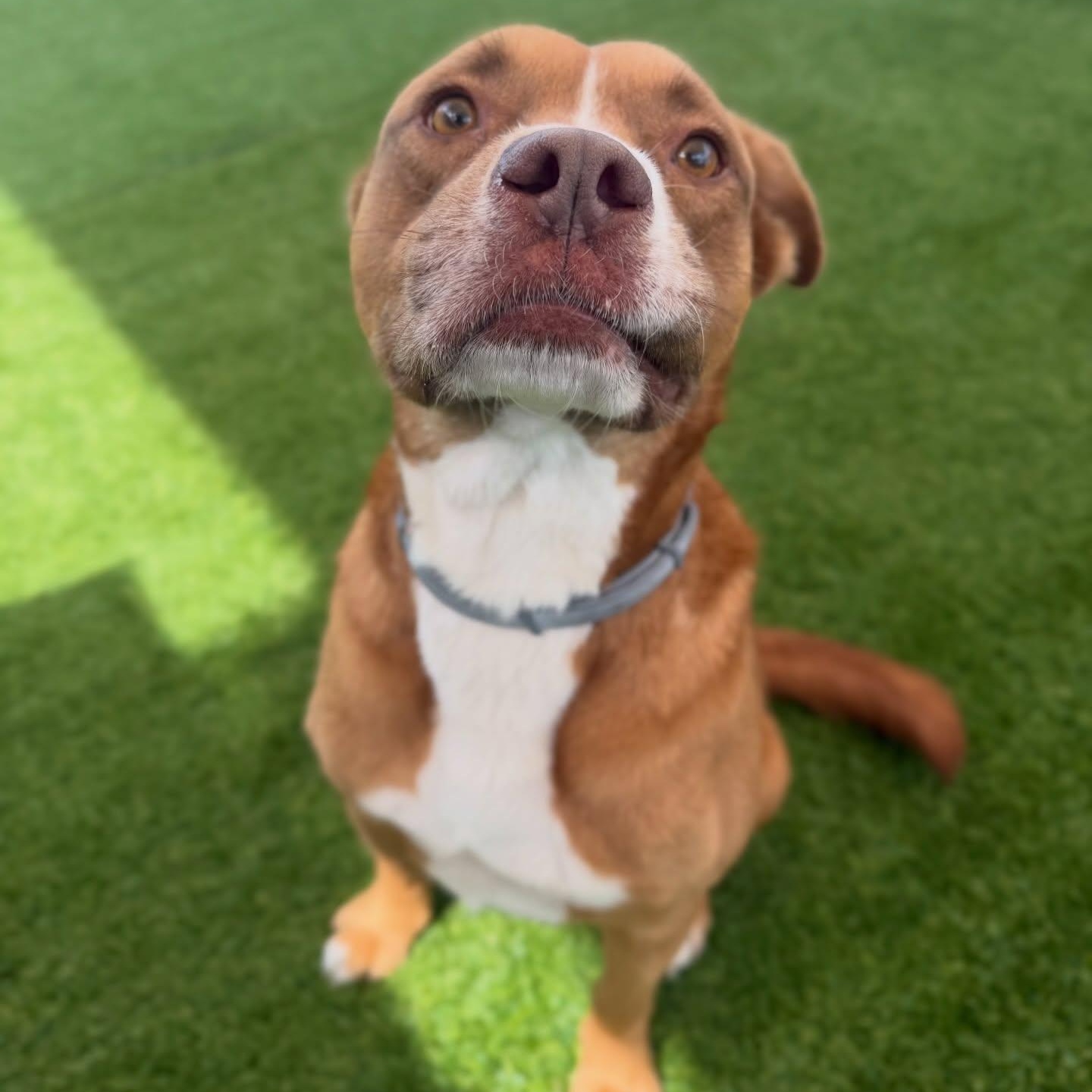 Enlarge Lawrence, a ADOPTABLE mixed breed in Birmingham, AL image 5/6