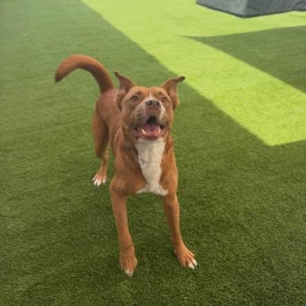 Enlarge Lawrence, a ADOPTABLE mixed breed in Birmingham, AL image 3/6